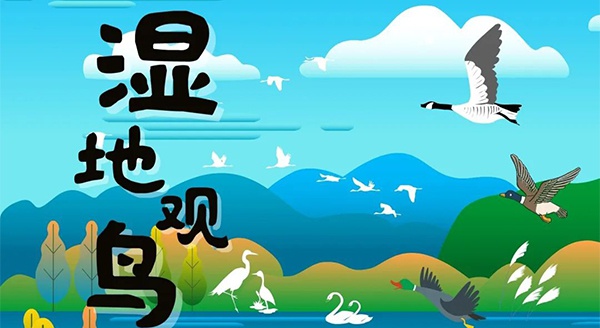 【独立观鸟一日营】走进白马湖湿地，，一路来探寻鸟儿的奥秘